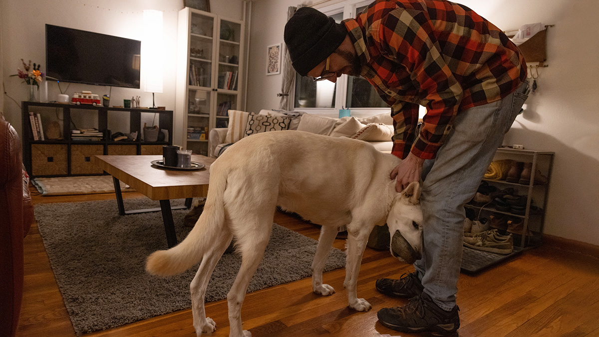 A man wearing a winter hat and plaid shirt pets his dog in his living room. The dog holds a toy in its mouth and pushes the back of its head and neck against its owner’s leg. The dog has stand-up ears and is taller than the man’s knees. It has smooth fur longer than short but shorter than long.