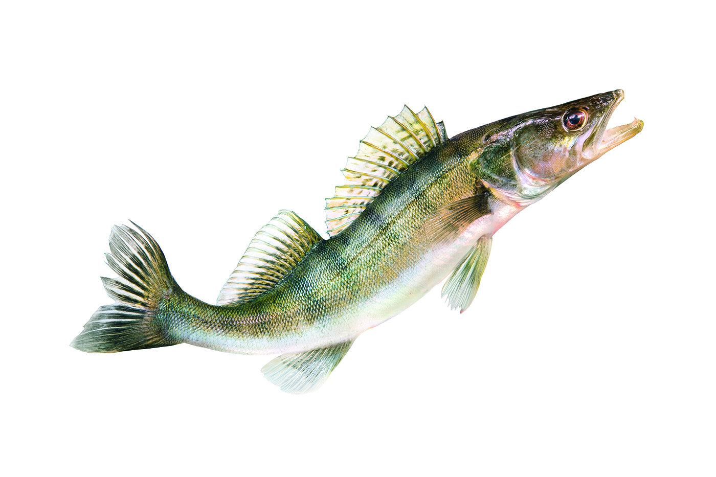 A color photo shows a walleye fish