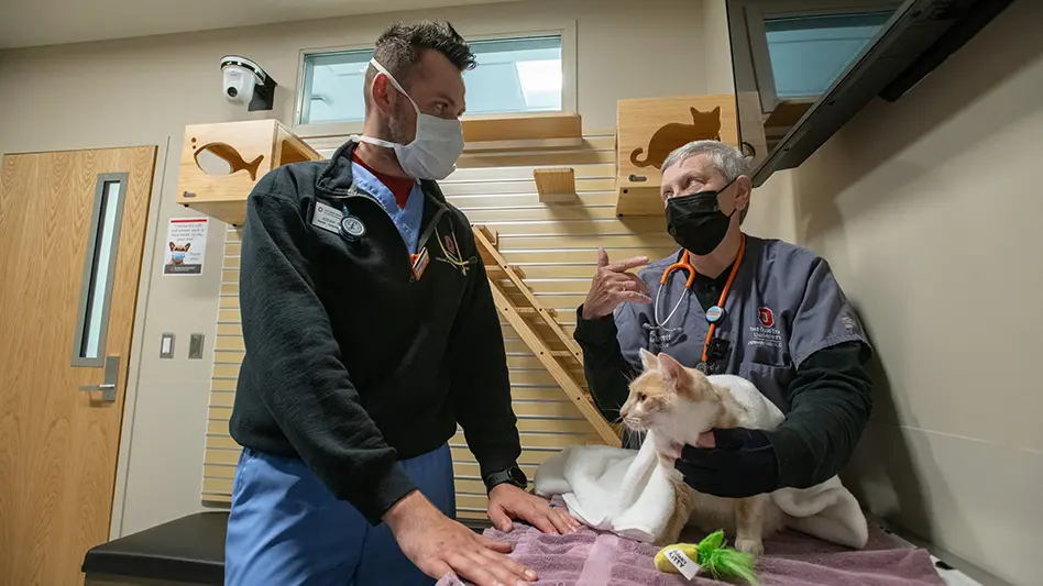 two vets examine a cat