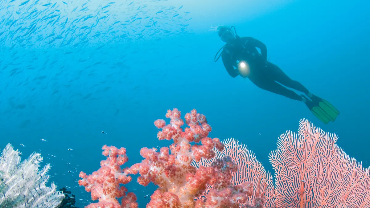 A photo taken underwater shows two different kinds of coral — one that resembles large, flat, veined leaves and one that resembles more of a flowering tree. In a distance, a scuba diver can be seen.