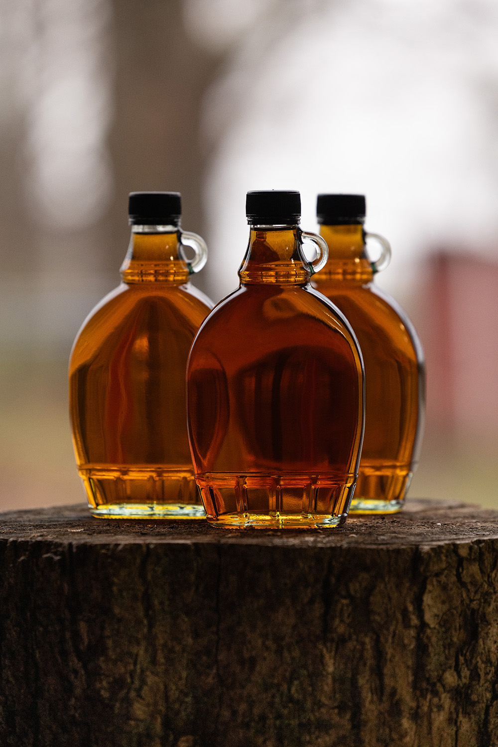 Light shines through three bottles of maple syrup sitting on a stump in the woods.