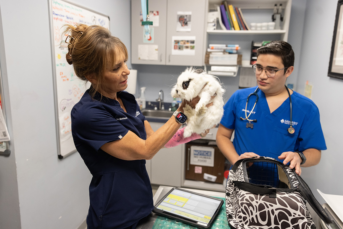 Dr. Barbara Oglesbee holds a fluffy rabbit up in the air so she can more closely examine it. She wears scrubs and has her hair loosely piled on top of her head. Her assistant is a younger, shorter man who wears glasses and has a stethoscope around his neck.