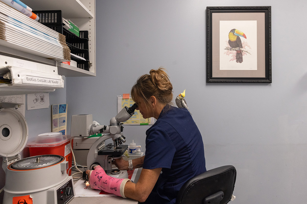 Dr. Oglesbee peers through a microscope on a crowded desk. A cockatiel, a small bird about the size of two of the doctor’s palms, sits on her shoulder and grooms itself.