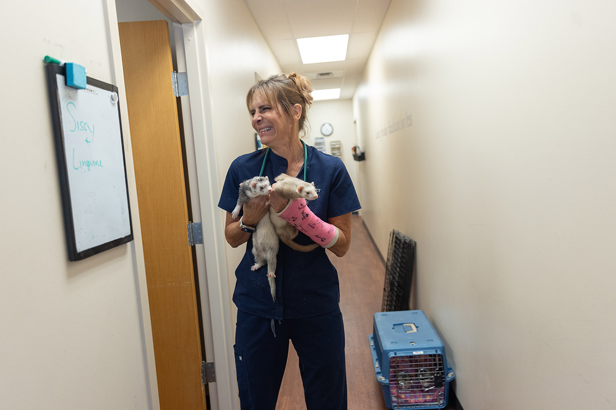 Dr. Oglesbee stands in a hallway with a sleek ferret in each hand. While she looks to her right into a room, both ferrets have their eyes on something to the left that can’t be seen in the photo. Dr. Oglesbee is giggling.