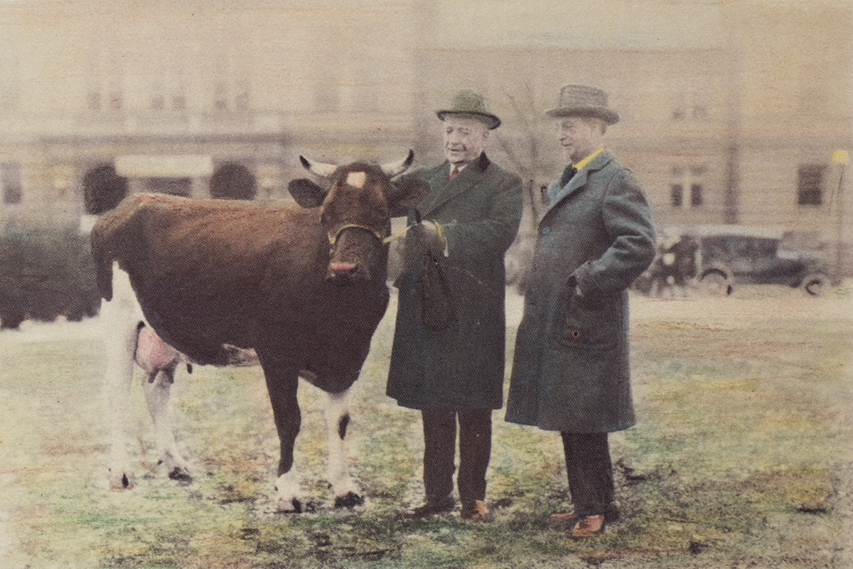 Two well dressed men stand on Ohio State's Oval with a brown and white cow on a lead.
