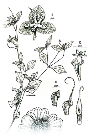 Flowers, buds and leaves are shown drawn to scale in simple black-inked line drawings.