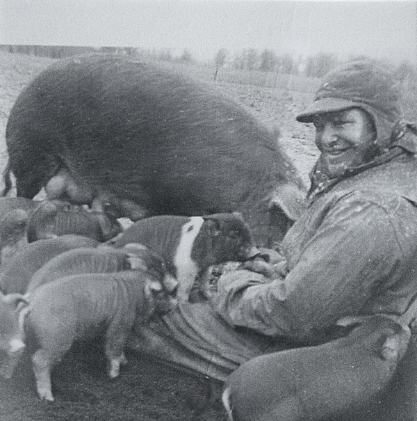 A dated black and white photo showing young Merle crouching down to attend to an adult and several young pigs