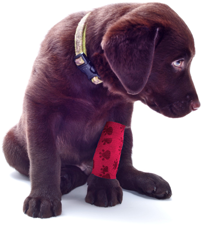 A young puppy sits and looks toward the ground and front paw which is bandaged with a red medical wrap