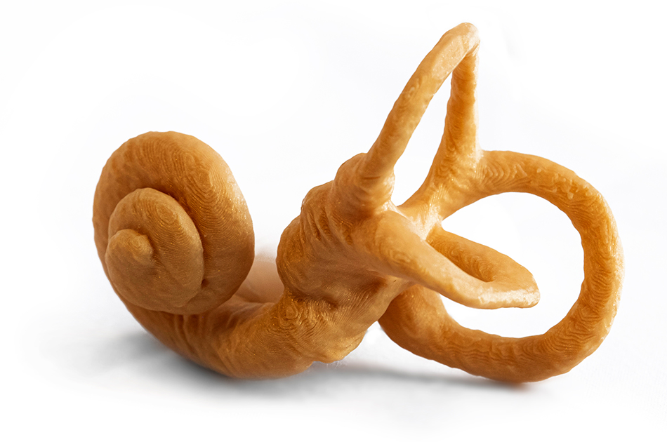 Model of inner ear