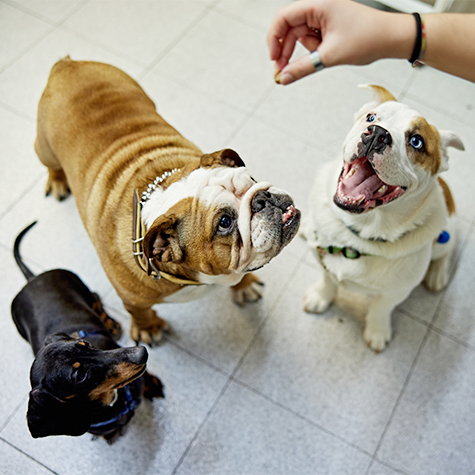 A trio of dogs reacts to their owners' outstretched hand offering a snack.