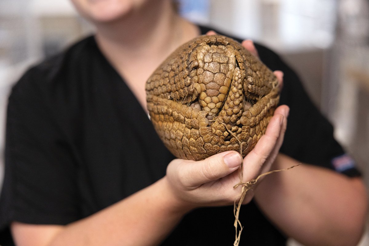 In focus is an armadillo rolled into a ball. It is brown all over and nobby in a pattern almost similar to snake scales. The veterinarian holds it with both hands, and a bit of straw or grass hangs off the animal whose tail is pulled close to its face. Both features are hard to distinguish.