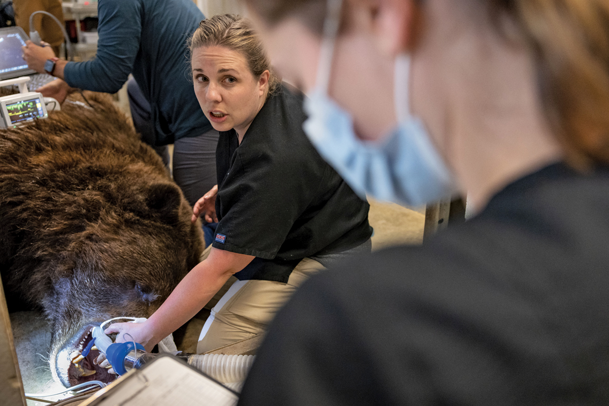 A veterinary team works on an intubated bear. The fur on its head is shorter and more sleeked down than the hair on its neck, and its head is at least three times bigger than the veterinarian’s. Her hand is on the bear’s muzzle as she converses with a co-worker.