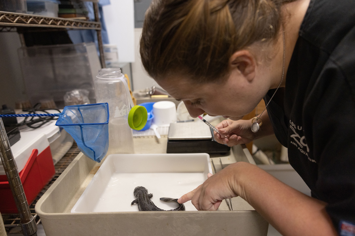 Holding a dark colored salamander to keep it in place, a female veterinarian uses a very small needle to administer a shot. The salamander and the square container it is in are wet.