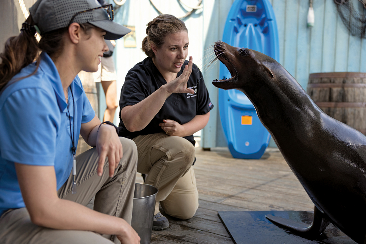 A zookeeper and veterinarian kneel in front of a sea lion pushed up on its front flippers. The vet has her hand open with thumb down, and the sea lion has his mouth open wide, seemingly copying her hand. The dark-colored sea lion looks slick. It has wide eyes and long whiskers.
