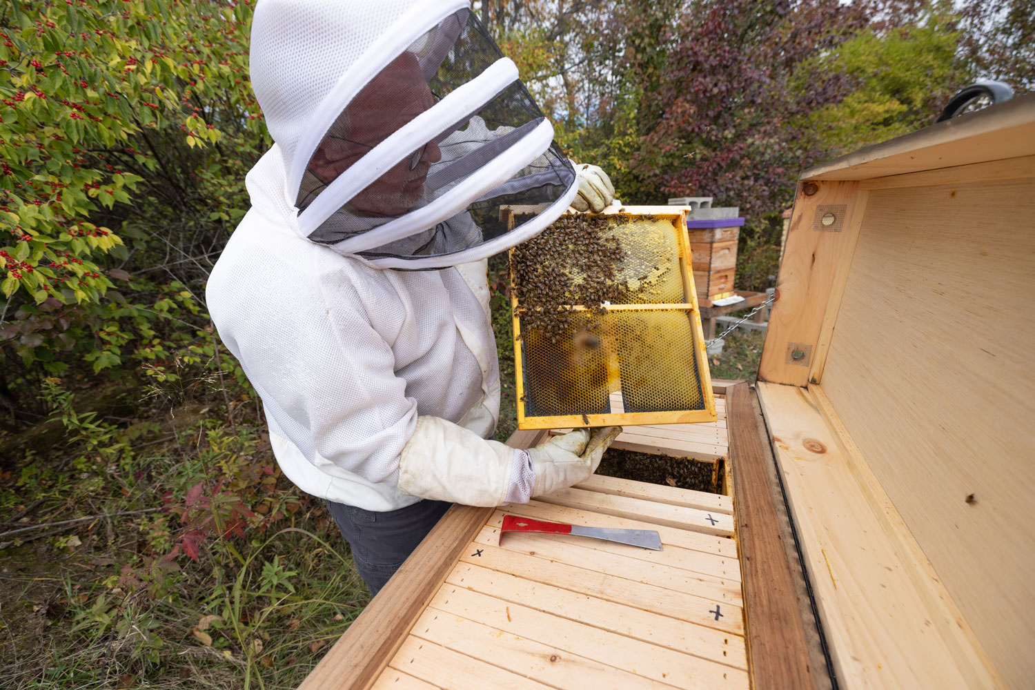 Dale wears a protective beekeeping suit and gloves while holding a wooden frame covered with bees at an open beehive. The beehive box is open to reveal multiple wooden slats inside, and a hive tool rests on the edge. Trees and foliage surround the outdoor area.