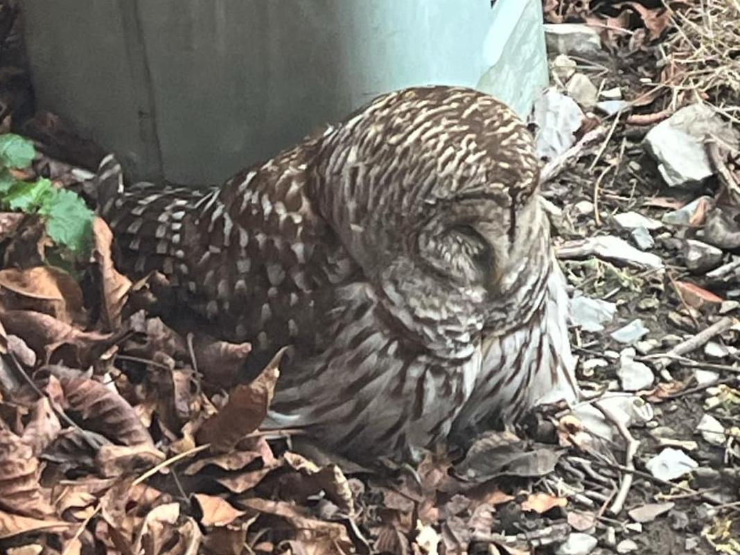 The demoralized owl sits on the ground on the Lima Campus.