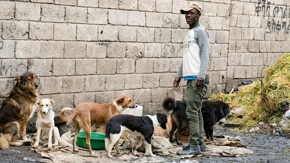 A man in Ethiopia is standing near a cinder block wall. There are 5 dogs of various breeds surrounding him.