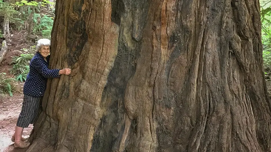 Grandma Joy is hugging the trunk of a massive redwood tree.