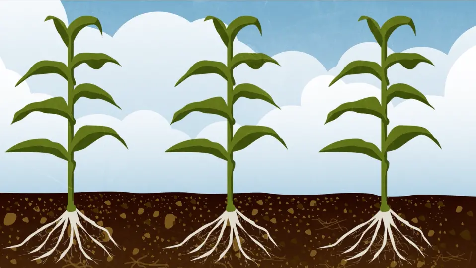 Illustration of 3 corn stalks growing in soil.