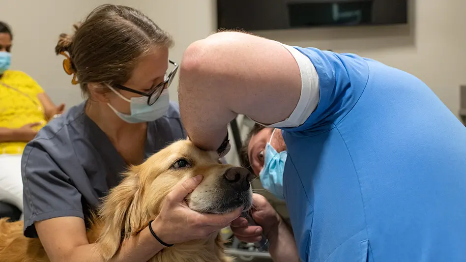 two vets examine the ear of a dog