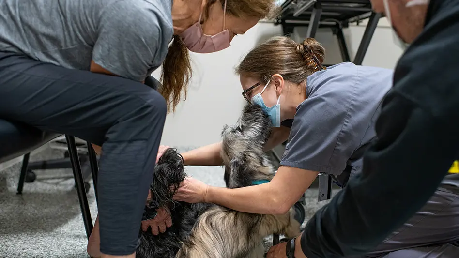 vet petting two dogs next to owner