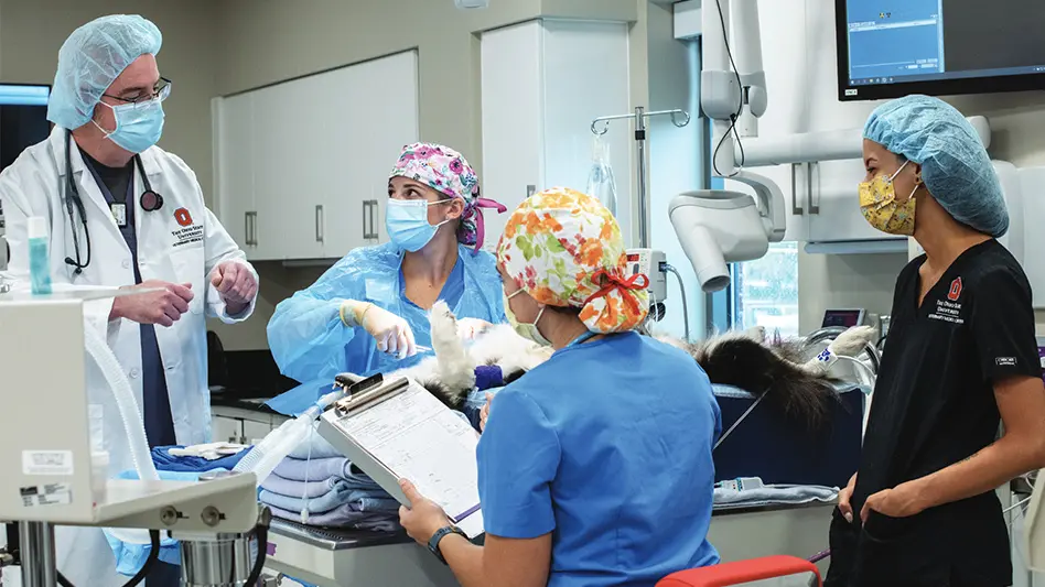 group of vets performing surgery on an animal