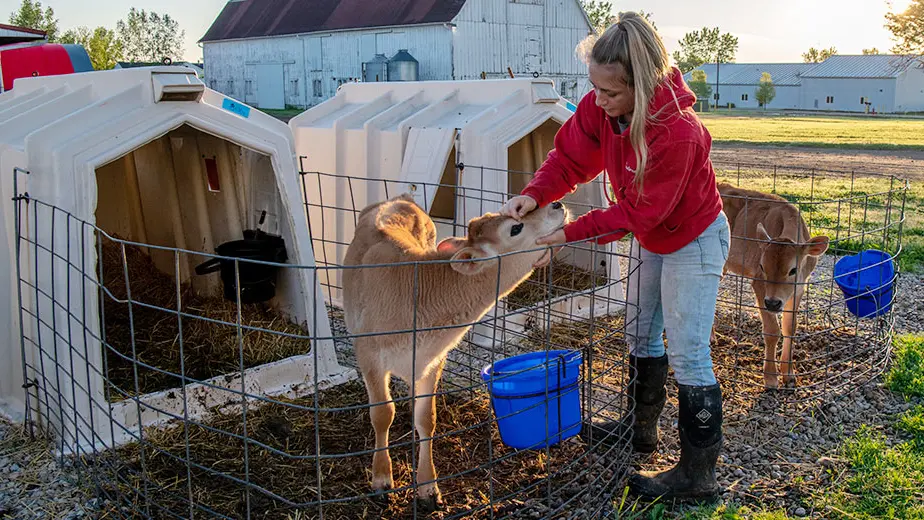 woman wearing a red hoodie, jeans and black boots feeding a calf in a pen