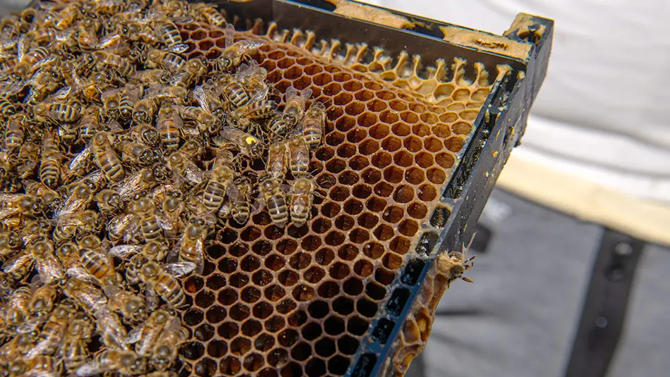Bees crowd on a hive frame covered with honeycomb.