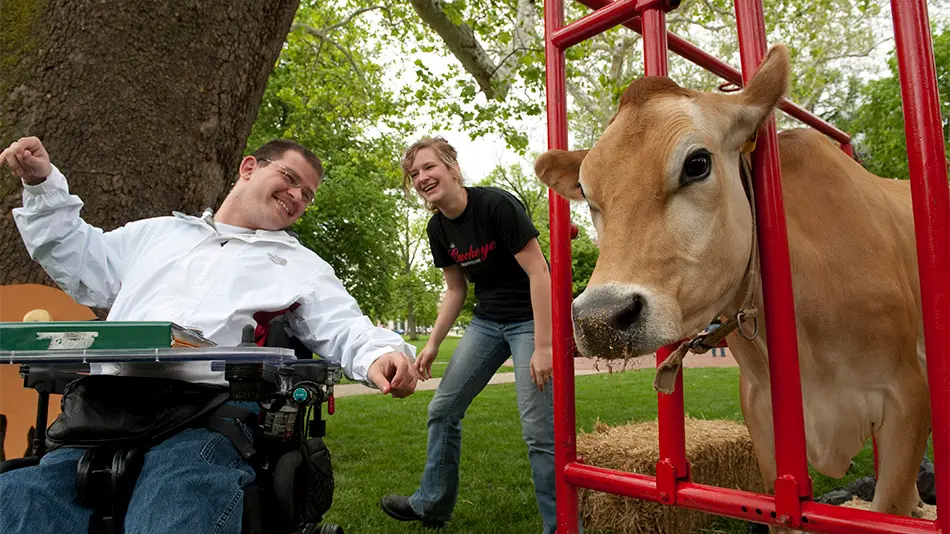student in a wheel chair enjoys seeing a cow from the Buckeye Dairy Club