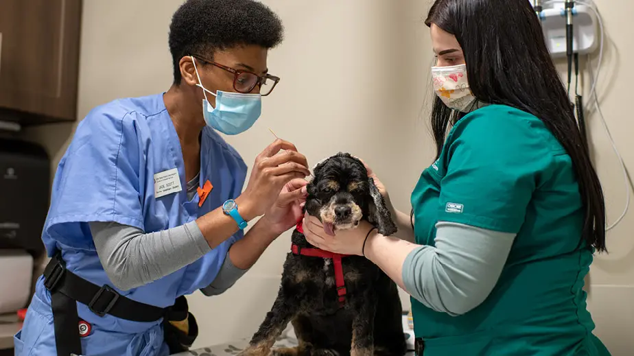 Veterinary medicine students examine a dog