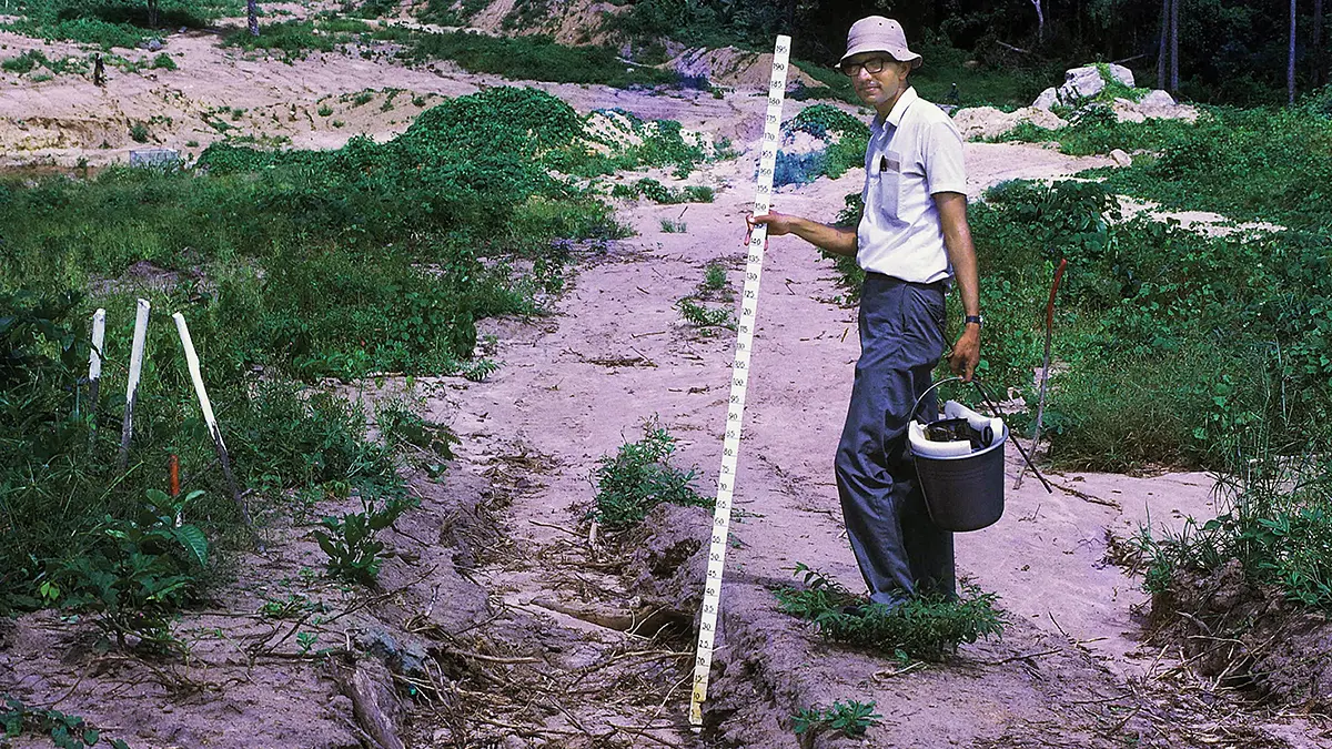 A young Rattan conducts field work wearing a sun hat and holding a tall measuring stick.