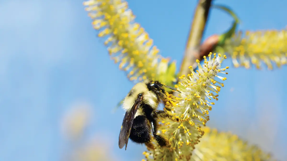 A bumblebee speckled with pollen lands on a pollen-coated catkin on a willow tree. 