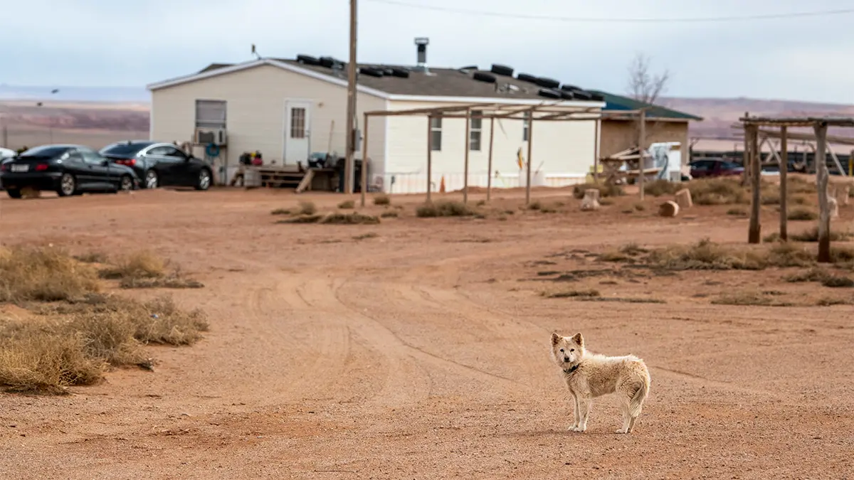 A tan dog stands alertly in the dirt driveway to a one-story home. About a dozen auto tires lie on the roof, a security measure employed to counter the constant wind.