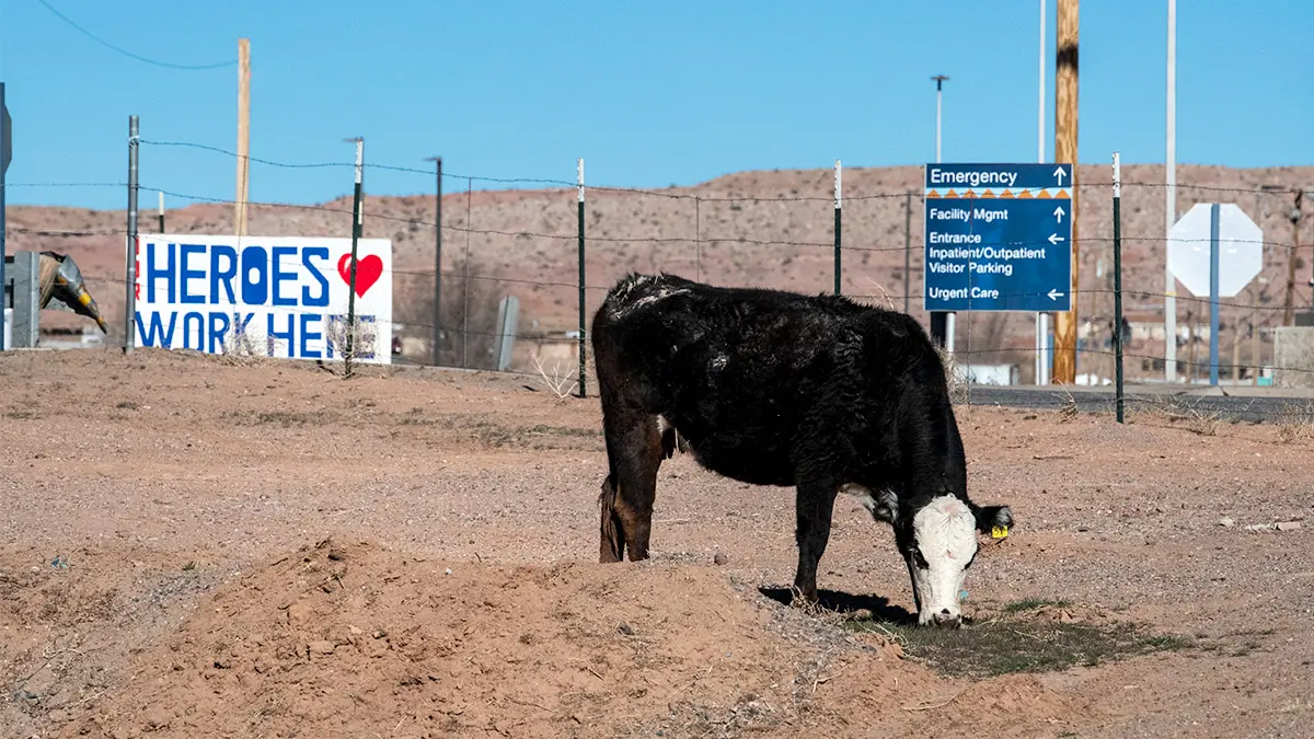A dark-colored cow with a white face grazes on a small patch of grass, but the rest of the ground is overwhelmingly dirt. Behind the animal, hospital signage shows which way drivers should turn.