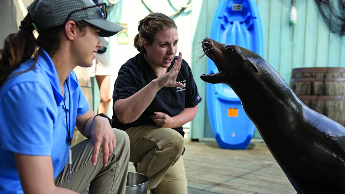 A zookeeper and veterinarian kneel in front of a sea lion pushed up on its front flippers. The vet has her hand open with thumb down, and the sea lion has his mouth open wide, seemingly copying her hand. The dark-colored sea lion looks slick. It has wide eyes and long whiskers.