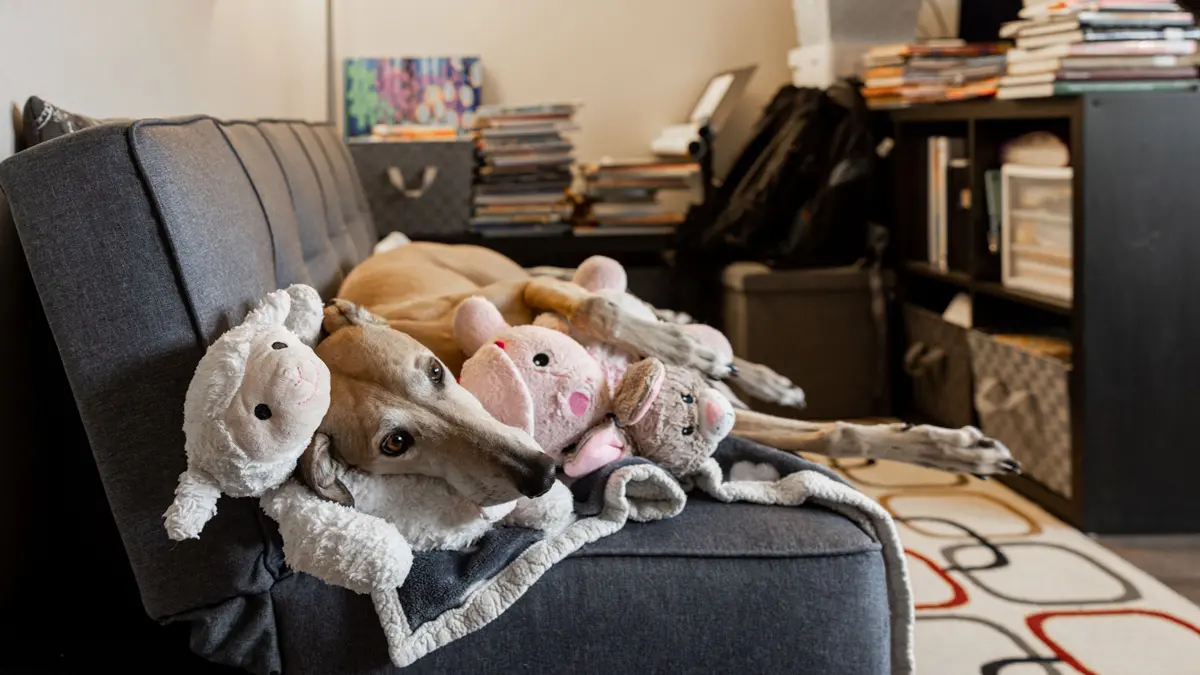 Lying on a couch with no arms, a greyhound cuddles into a blanket and a pile of softly colored, furry stuffed animals, which seem like they could be baby toys. The dog intently watches someone off camera.