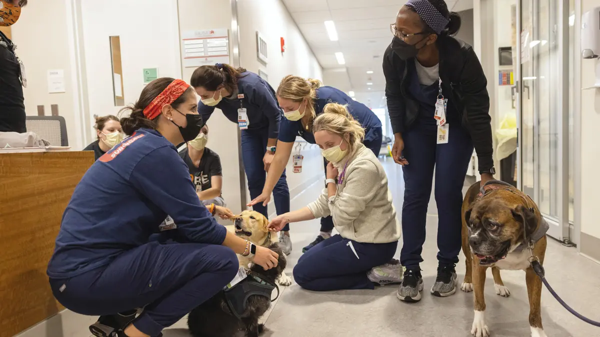 A group of at least seven nurses wearing scrubs sit or crouch to give love to several dogs in their midst. The woman quoted in this cutline is a Black woman wearing glasses and looking at her colleagues. Her smile is so big, it’s obvious despite her face mask. She’s standing and petting the back of a boxer that has a seemingly satisfied expression.