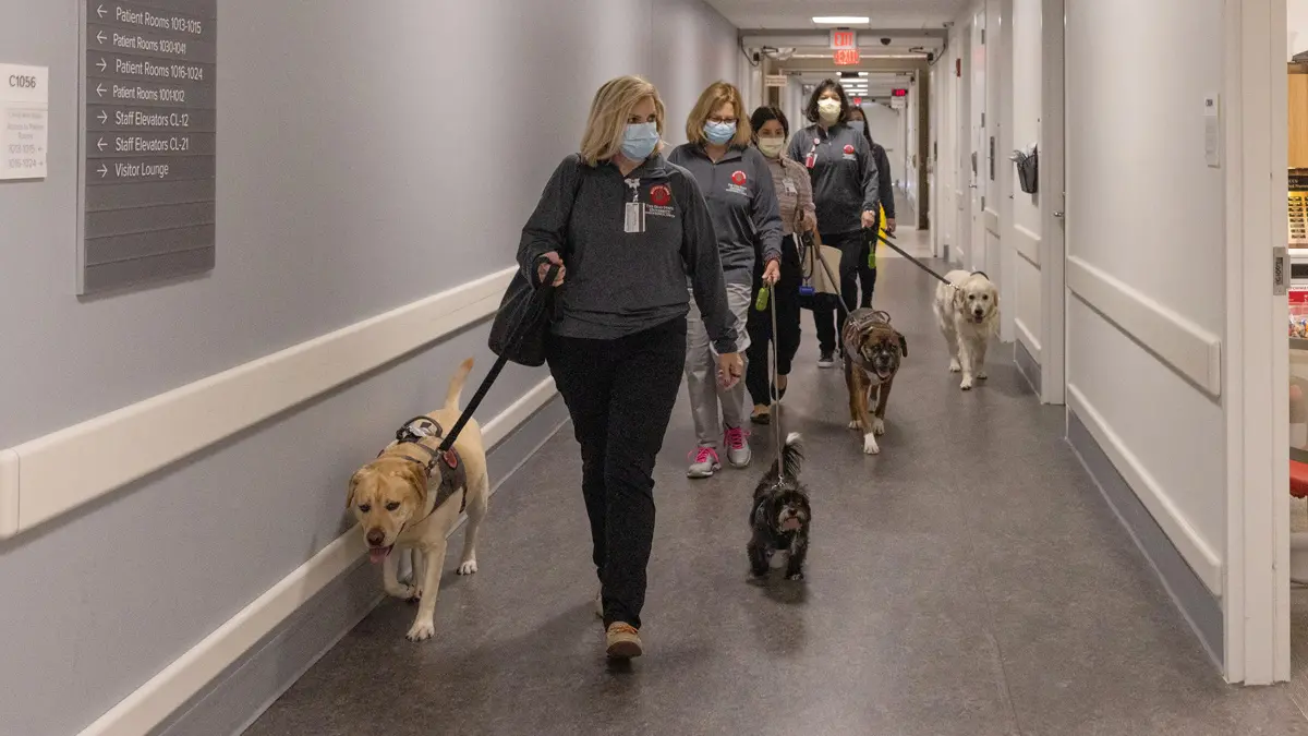 Five women wearing masks walk up a medical-building hallway. Each holds a leash with a dog calmly walking alongside: A yellow lab, a small fuzzy black-and-white dog, a boxer and a golden retriever can be seen.