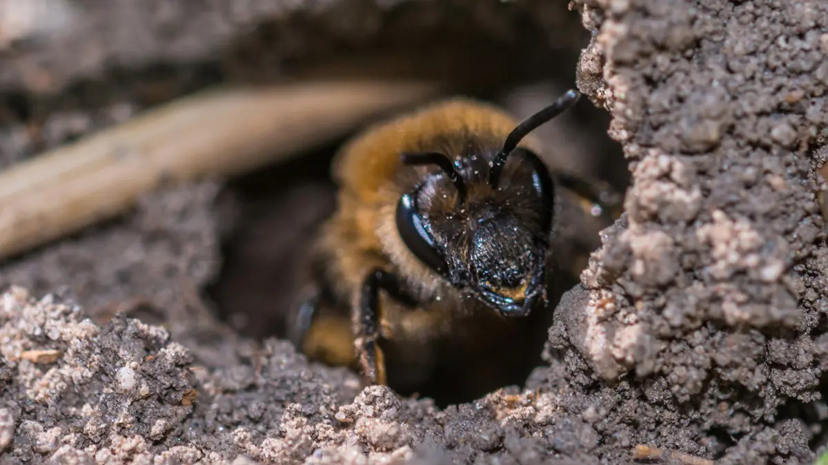 A close-up photo of a bee coming out of its mud nest shows its triangular head and fuzzy body. Its large black eyes on the sides of its head shine in the light.