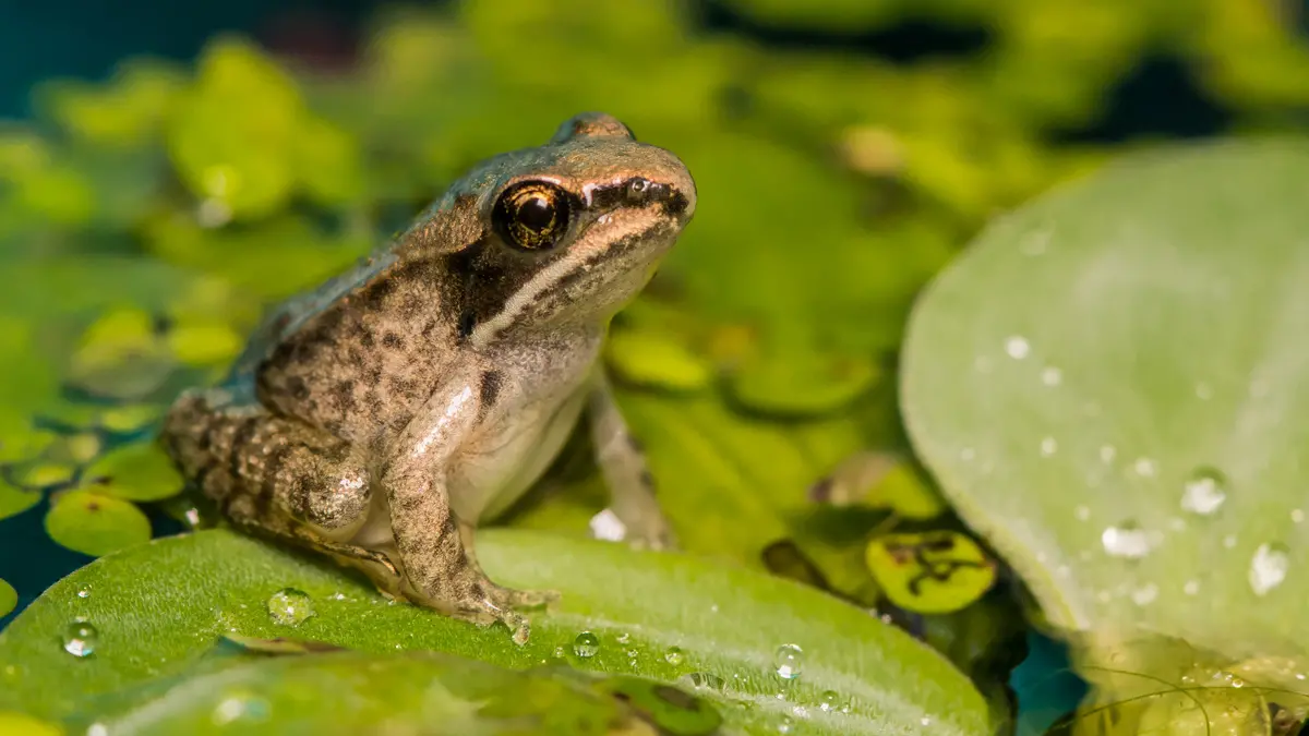 A wood frog looks curious and alert as it sits on a patch of lily pads. The frog has spots and bands of darker colors, a lighter belly and a texture that looks wet or mucous-coated. 