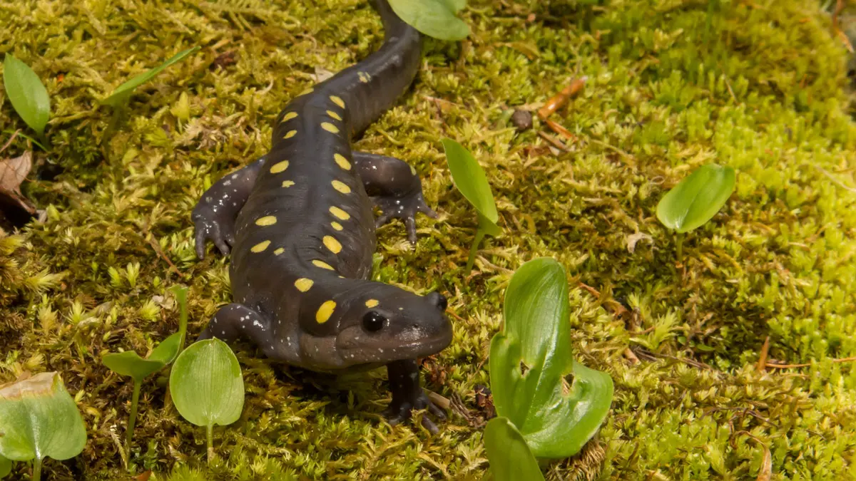 A green brown salamander with yellow spots crawls over a bed of moss. It looks inquisitive.
