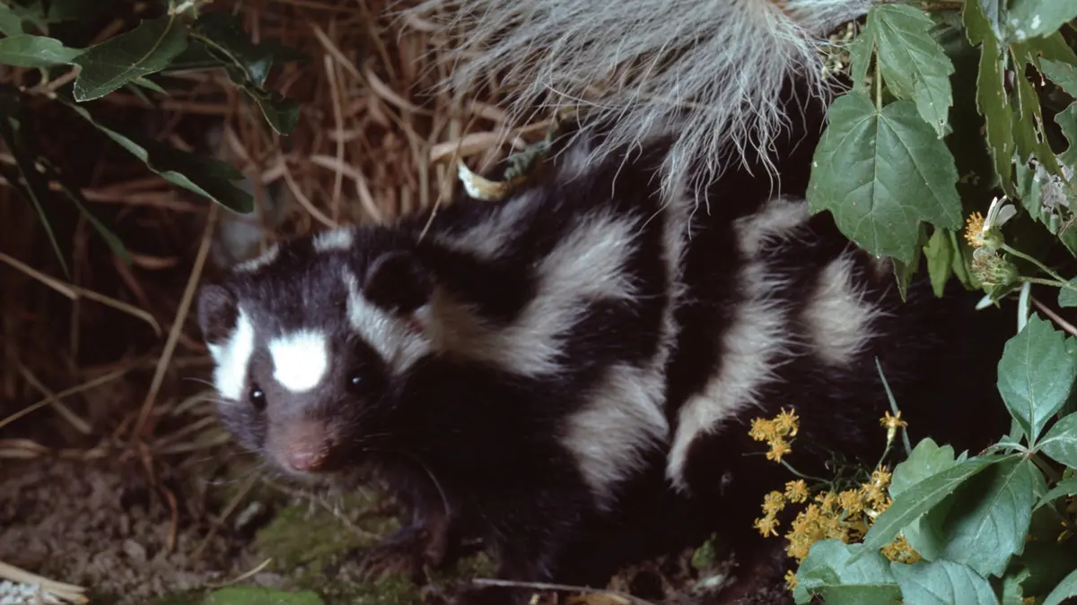A black and white skunk, partly obscured by leaves and whose fur seems soft, glances back, as if startled by someone.