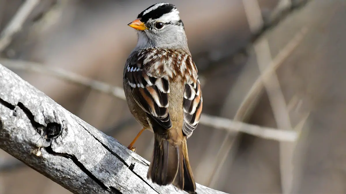 A small brown, gray and white bird perches on a bare branch. It’s bright eye and small beak can be seen as it looks at something on its left.