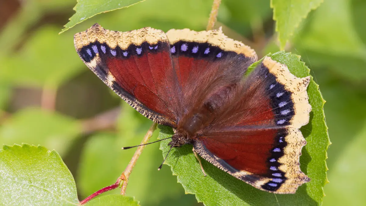 A butterfly rests on a leaf with its velvety wings spread. The insect’s body and the majority of its wings are the color of blood. The edges of its wings are a soft yellow, and between that color and the dark red is a black band with purple spots.