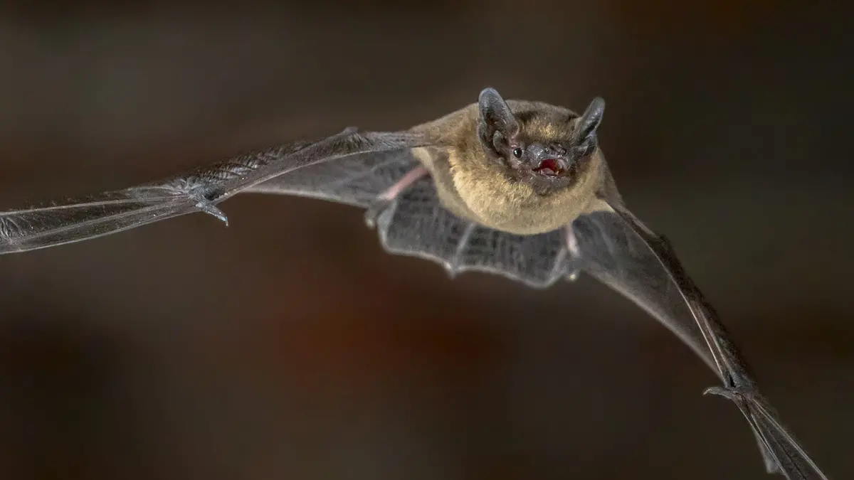 A bat flies through the air, with its leathery wings tipped down and it’s teddy-bear-like face looking ahead.