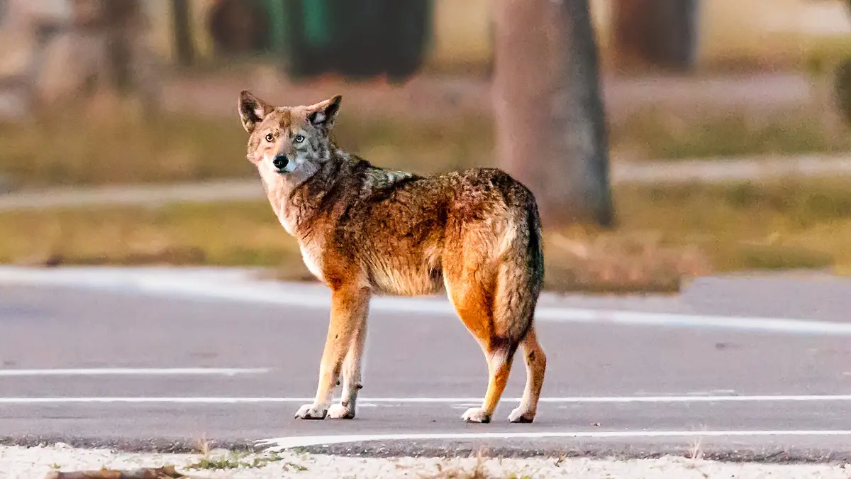 A coyote looks disgruntled and alert as it stands at the end of a parking lot, with park-like space behind it. Compared to a domesticated dog, the coyote’s tail is thicker and its face shape more triangular. It’d be hard to mistake this wild animal as a dog.