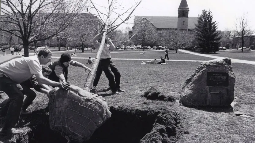 A group of Ohio State students in the early 1980s steer a tree (that’s about as tall as three of them put together) into a big hole dug on the Oval. It’s early enough in springtime that none of the trees have leaves.