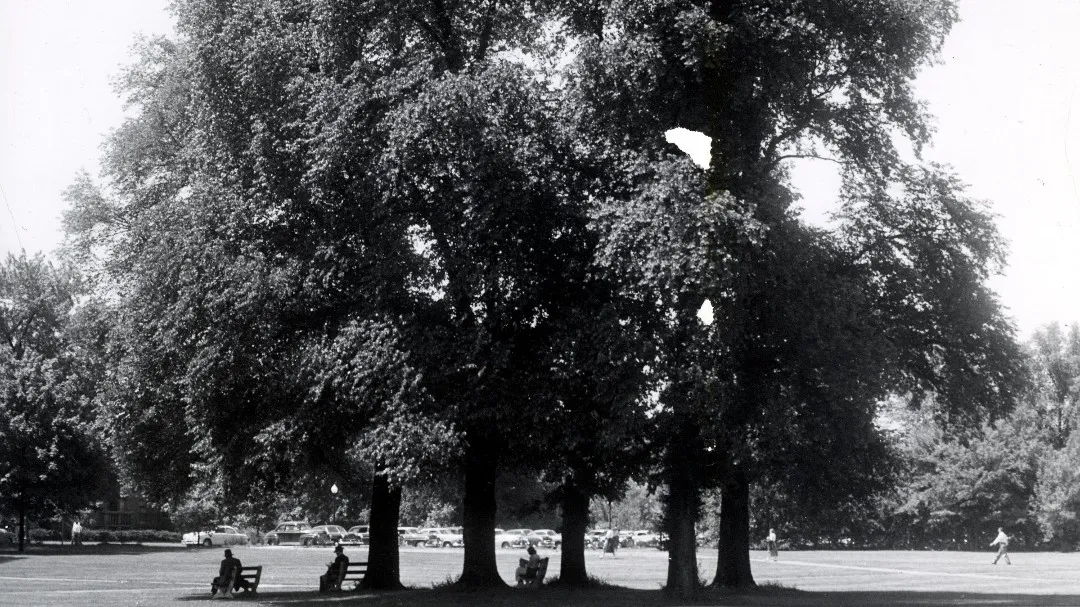 Photographed from far away is a small grove of five super-tall trees. Silhouetted under them are a few people enjoying their shade and sitting on benches.