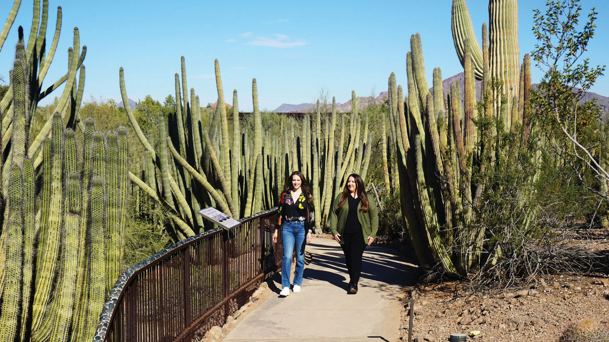 Two women, both with long brown hair, stroll a paved path that threads through cactus stands at least twice as tall as they are. The sky is clear and though it’s a bright day, both wear jeans and sweaters, so it’s not hot. 