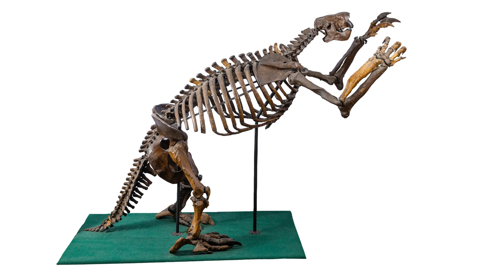 If this fossilized ground sloth skeleton were a person, its pose suggests it’s an old man with lower back pain leaning over a kitchen counter to get something out of a cabinet with both hands. Its hip bones and ribcage are way bigger out of proportion than a human body would be, though, and its head, smaller but snoutier. It’s heavy tail seems to be providing balance so it doesn’t topple forward. In real life, it stands taller than a person. 